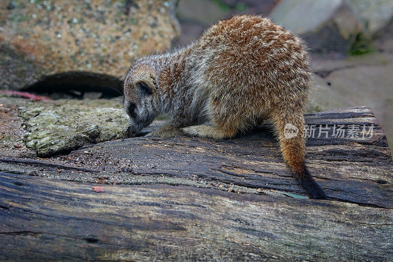 猫鼬 (Suricata suricatta)